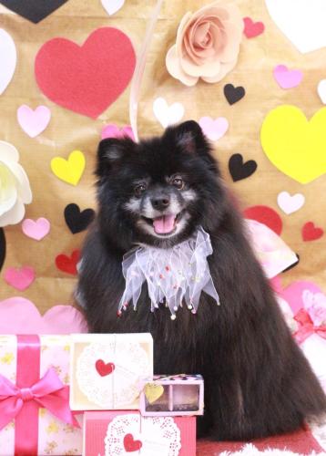 20230204ふわりちゃん